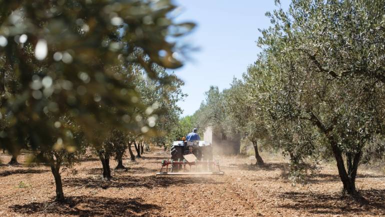 Costi di gestione dell’olivo: potatura e gestione del suolo (parte 2).